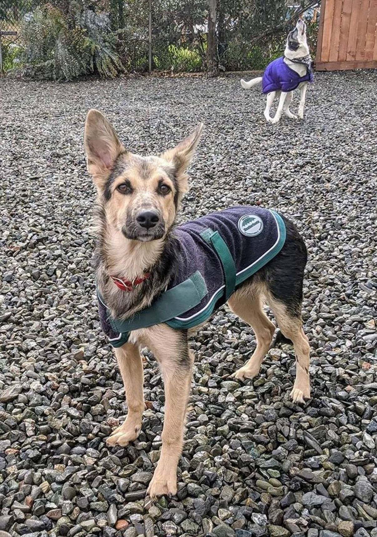 Adopt a Pet | Tinsel